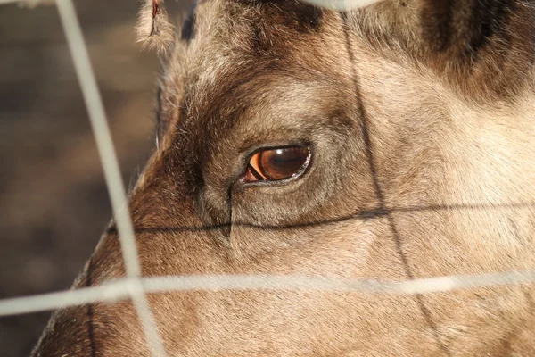 Reindeer — Stock Photo, Image