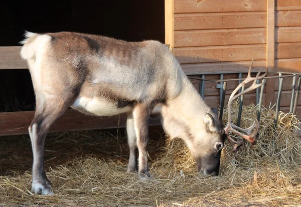 驯鹿圣诞雄鹿雄鹿马与鹿角 — 图库照片
