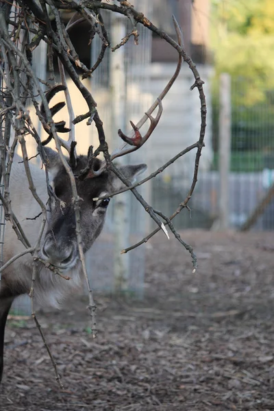 Reindeer — Stock Photo, Image