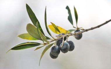 Zeytin ağacının dalındaki siyah zeytin büyüyor 