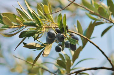 Zeytin ağacının dalı üzerinde siyah zeytin yetiştiriciliği 