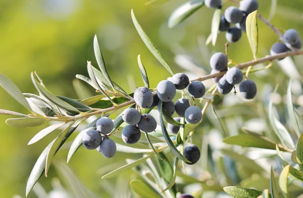 Black olives on branch of olive tree grow growing — Stock Photo, Image