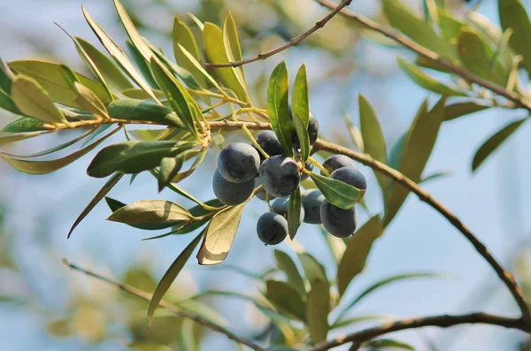 Black olives on branch of olive tree growing — Stock Photo, Image