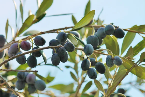 Black olives on branch of olive tree growing — Stock Photo, Image