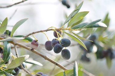 Zeytin ağacı üzerinde büyüyen siyah zeytin dalı