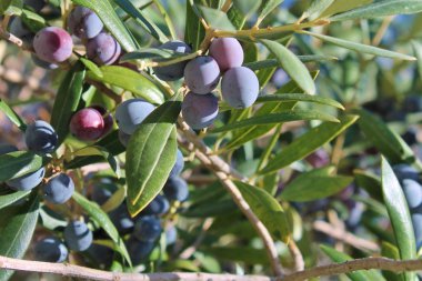 Zeytin ağacı dalı üzerinde yetişen siyah zeytin