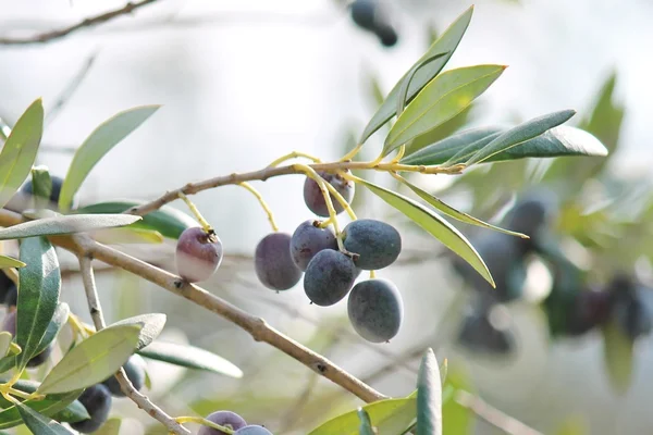 Black olives branch growing on olive tree — Stock Photo, Image