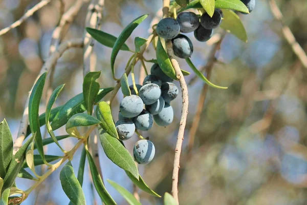 Black olives growing on olive tree branch — Stock Photo, Image