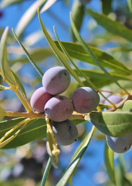 Black olives growing on olive tree — Stock Photo, Image