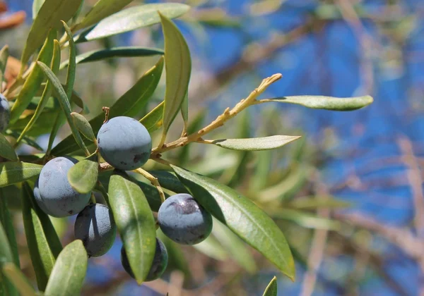 Olive nere che crescono sull'olivo — Foto Stock