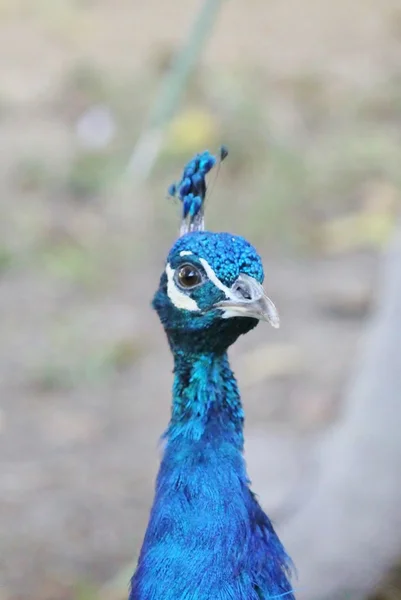 Azul cabeça masculino pavão de perto — Fotografia de Stock