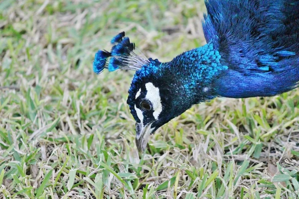 Azul cabeça masculino pavão de perto — Fotografia de Stock