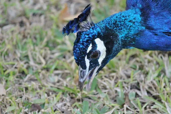 Azul cabeça masculino pavão de perto — Fotografia de Stock