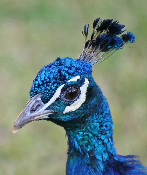 Pavão cabeça azul encabeçado macho de perto — Fotografia de Stock