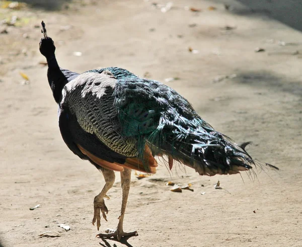 Azul cabeça masculino pavão de perto — Fotografia de Stock