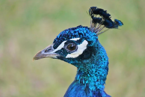 Pavão cabeça fechar até azul cabeça masculino no perfil — Fotografia de Stock