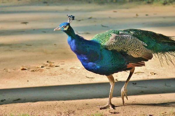 Azul cabeça masculino pavão de perto — Fotografia de Stock