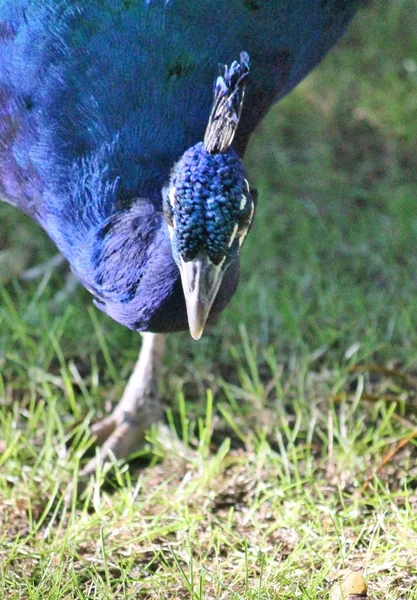 Azul cabeça masculino pavão de perto — Fotografia de Stock