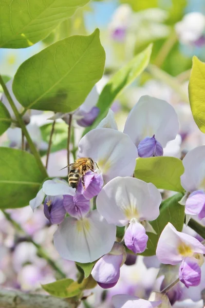 Avispa alemana en Wisteria —  Fotos de Stock