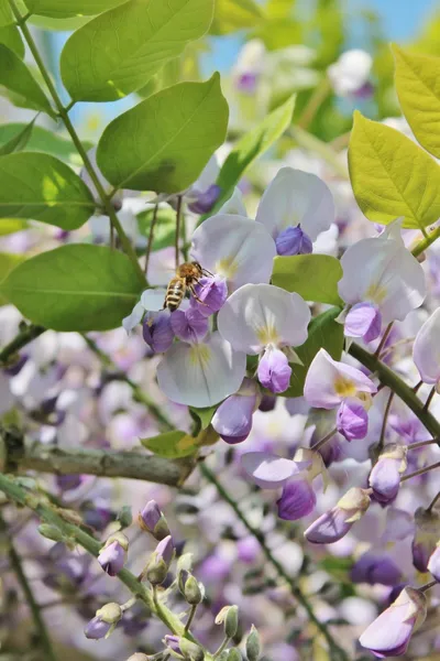 Viespea germană pe Wisteria — Fotografie, imagine de stoc