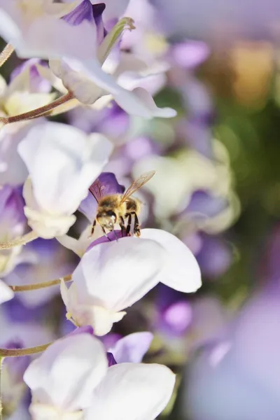 Niemiecki osy na wisteria — Zdjęcie stockowe