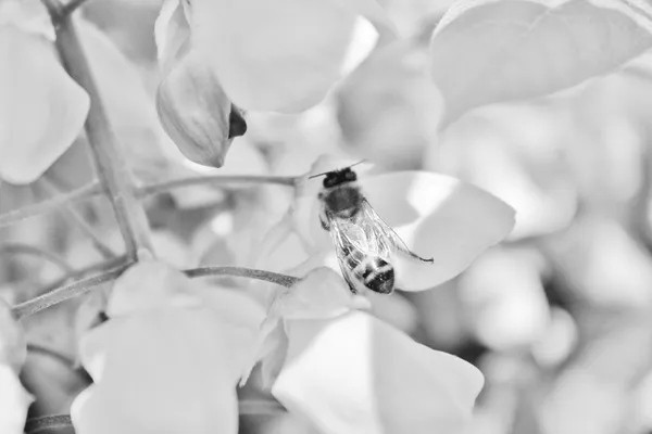 Німецький wasp на Вістерія — стокове фото