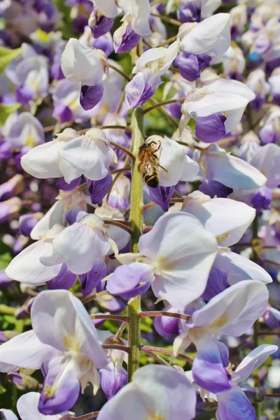 Niemiecki osy na wisteria — Zdjęcie stockowe
