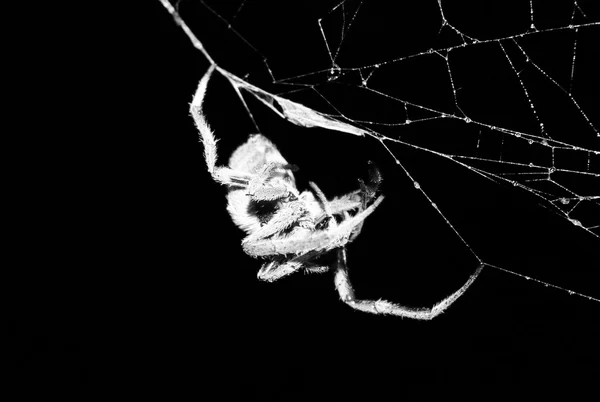 Islak web üzerinde Avustralya 'Huntsman örümcek' gelen örümcek — Stok fotoğraf