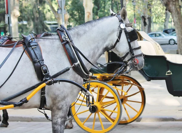 Carros em Sevilha Espanha — Fotografia de Stock