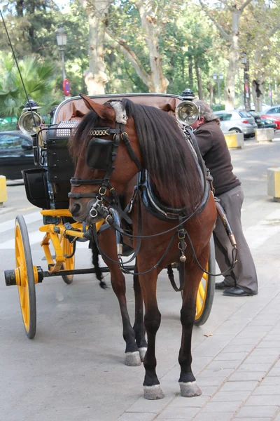 Cal și trăsură turistică tradițională în Sevilla — Fotografie, imagine de stoc