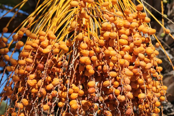 Date palm tree with dates — Stock Photo, Image