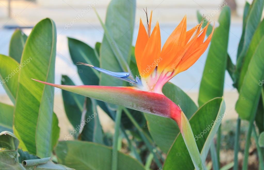 Oiseau De Paradis Plante à Fleur De Pleine Saison Foto De