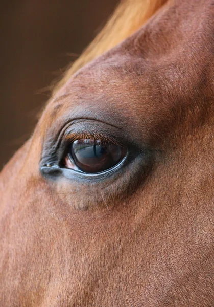 Paard oog close-up — Stockfoto