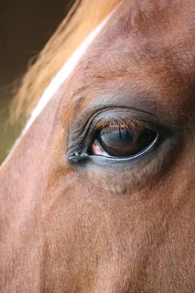 Horses head eye with reflection of me and the yard on eye — Stock Photo, Image