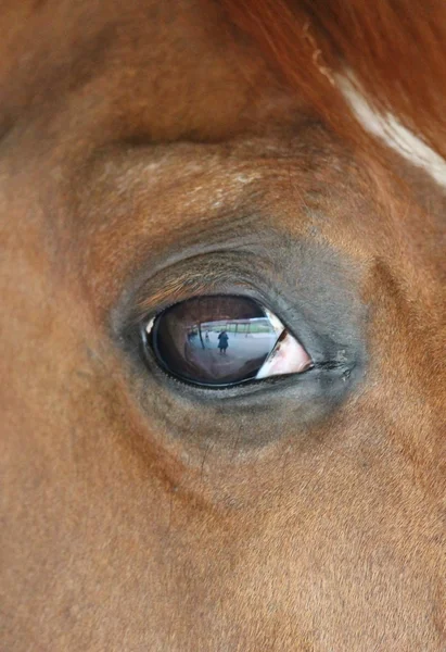 Close up van een oog paarden hoofd met reflectie van mij en de werf op oog — Stockfoto