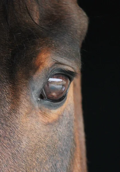 馬の目のクローズ アップ — ストック写真
