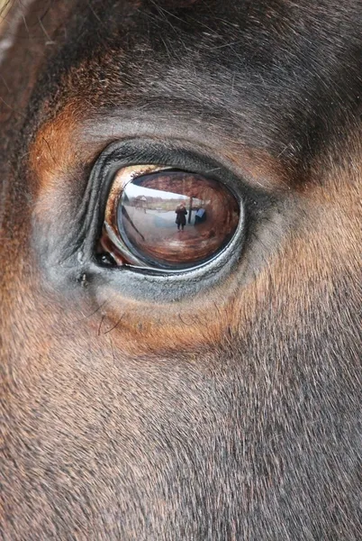 Oko konia z bliska — Zdjęcie stockowe