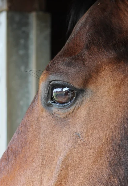 Close up of a horses head eye with reflection of me and the yard on eye — Stock Photo, Image