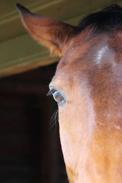 Close up of a horses head eye with reflection of me and the yard on eye — Stock Photo, Image