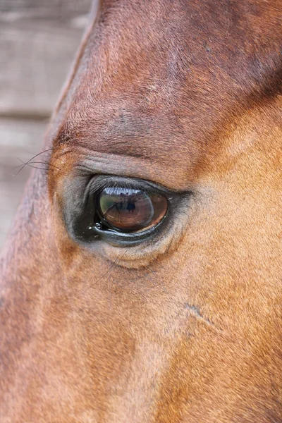 Close up of a horses head eye with reflection of me and the yard on eye