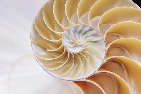 Shell nautilus pearl Fibonacci sequence symmetry cross section spiral shell structure golden ratio background nature pattern mollusk shell (nautilus pompilius) copy space half split stock photo — Stockfoto