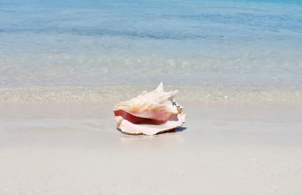Conch shell on sand beach with sea — Stock Photo, Image