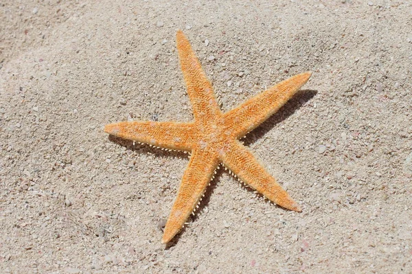 Starfish on sand beach — Stock Photo, Image