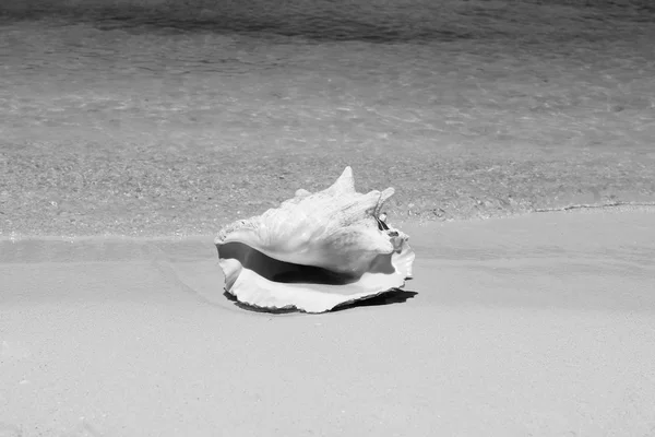 Conch shell on sandy beach sea — Stock Photo, Image