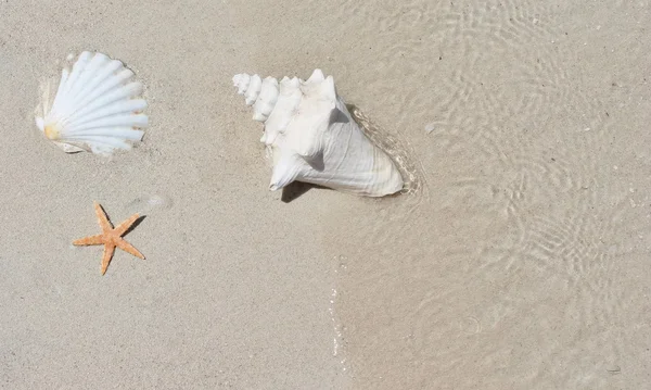 Conch and starfish on beach — Stock Photo, Image