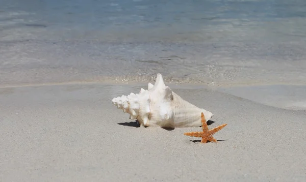 Conch shell and starfish on beach sand shell background — Stock Photo, Image