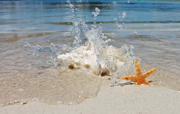 Conch and starfish on beach — Stock Photo, Image