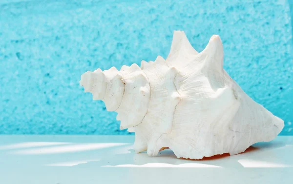 White conch shell and starfish against aqua background — Stock Photo, Image