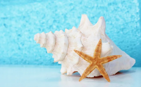 White conch shell and starfish against aqua background — Stock Photo, Image