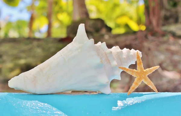 Guscio di conchiglia bianca e stelle marine contro sfondo acqua — Foto Stock